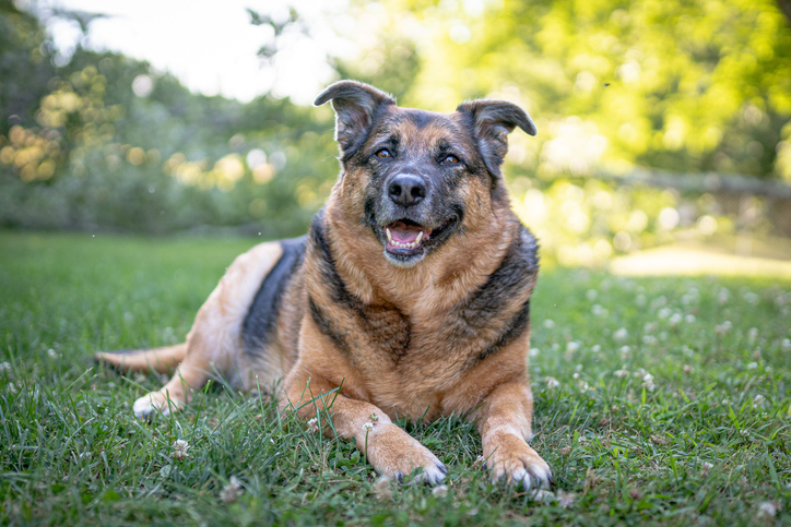 A cheerful and playful Dutch Shepherd dog laying on the grass