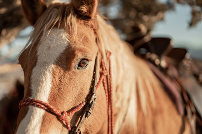 close up of brown and white horse