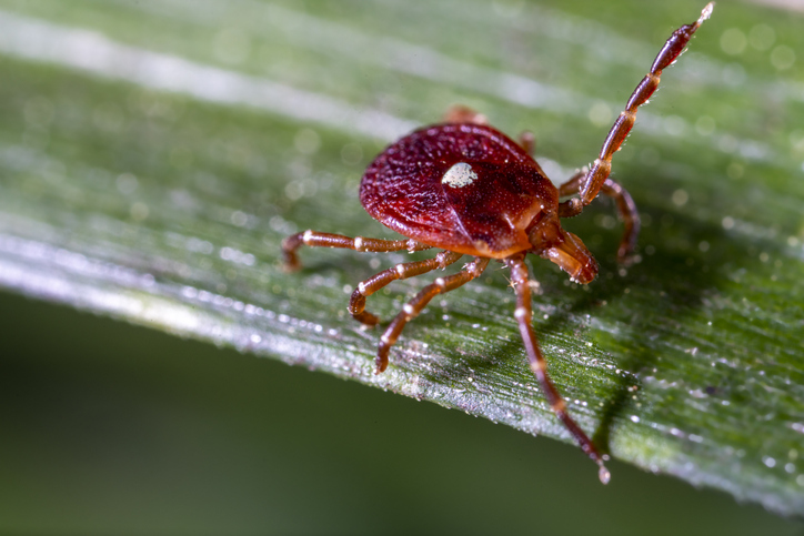 Lone Star Tick on a leaf.