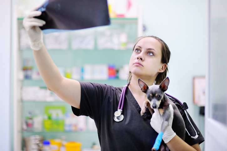 Female veterinarian doctor with dog looking at x-ray during the examination in veterinary clinic. Little dog with broken leg in veterinary clinic