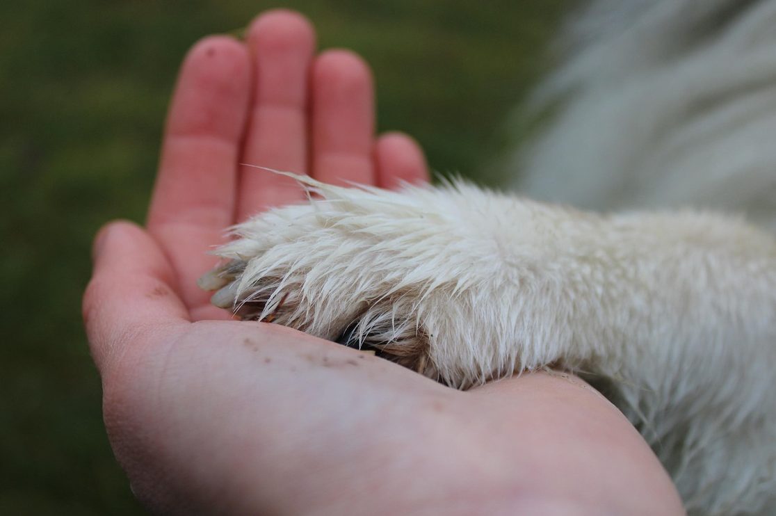paw, hand, friendship, love, together, animal, pet, team, handshake, fun, happy, friends, dog, human