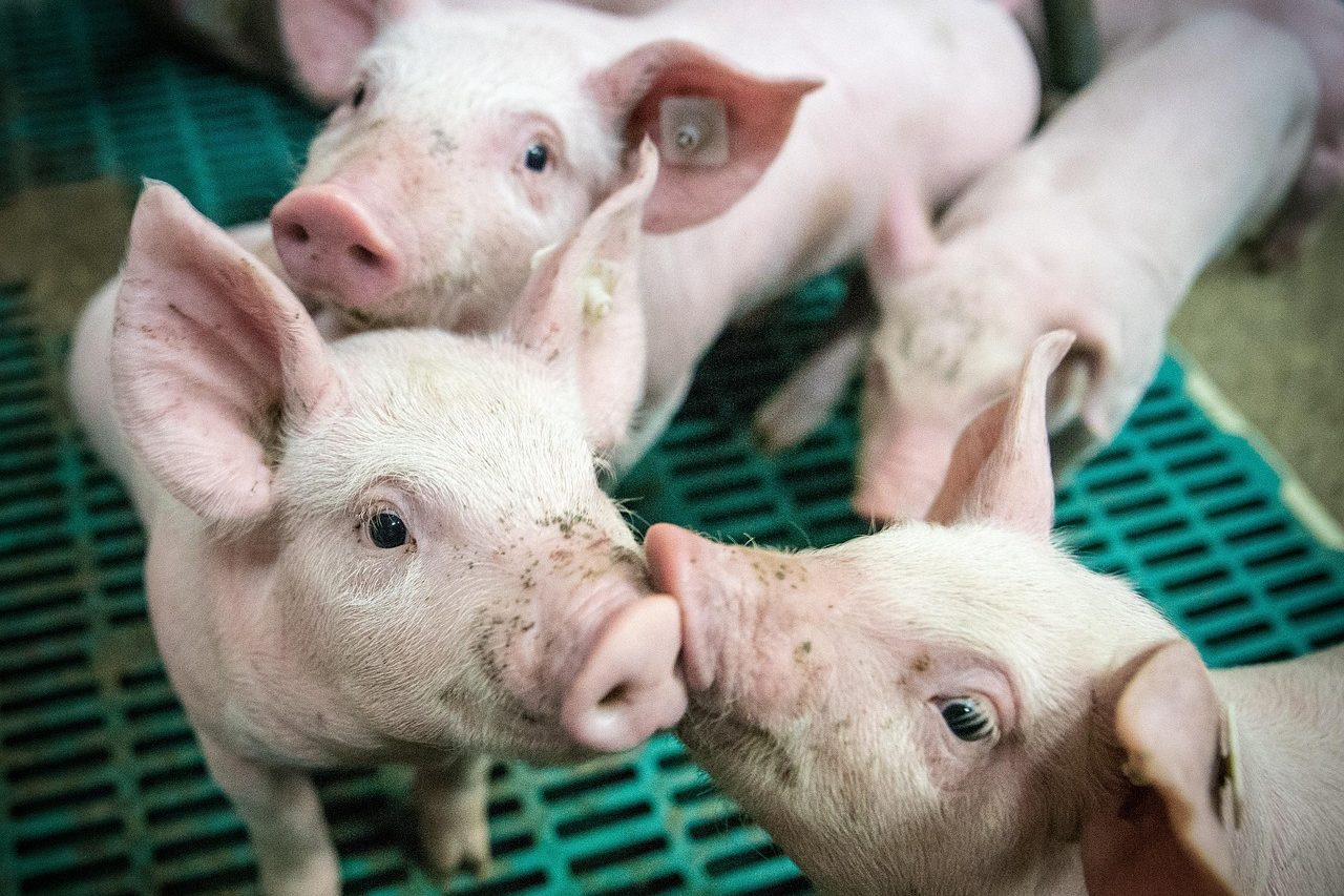 piglet, piglet barn, barn, livestock farming, farm yard, agriculture, farm animal, germany, court, animal, nature, pigs