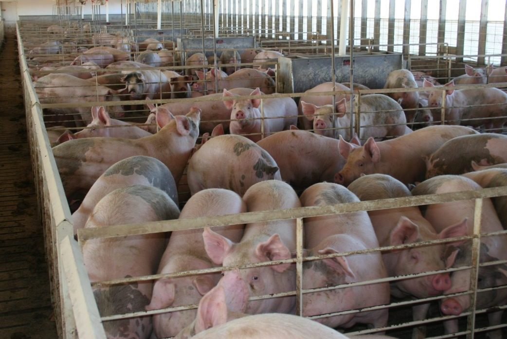 These hogs are getting ready for market as they grow inside this Iowa swine finishing barn.