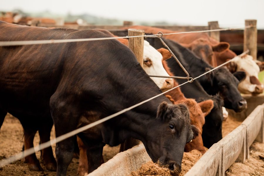 Herd of farm cattle cows black Angus. From the ground normal regular angle.