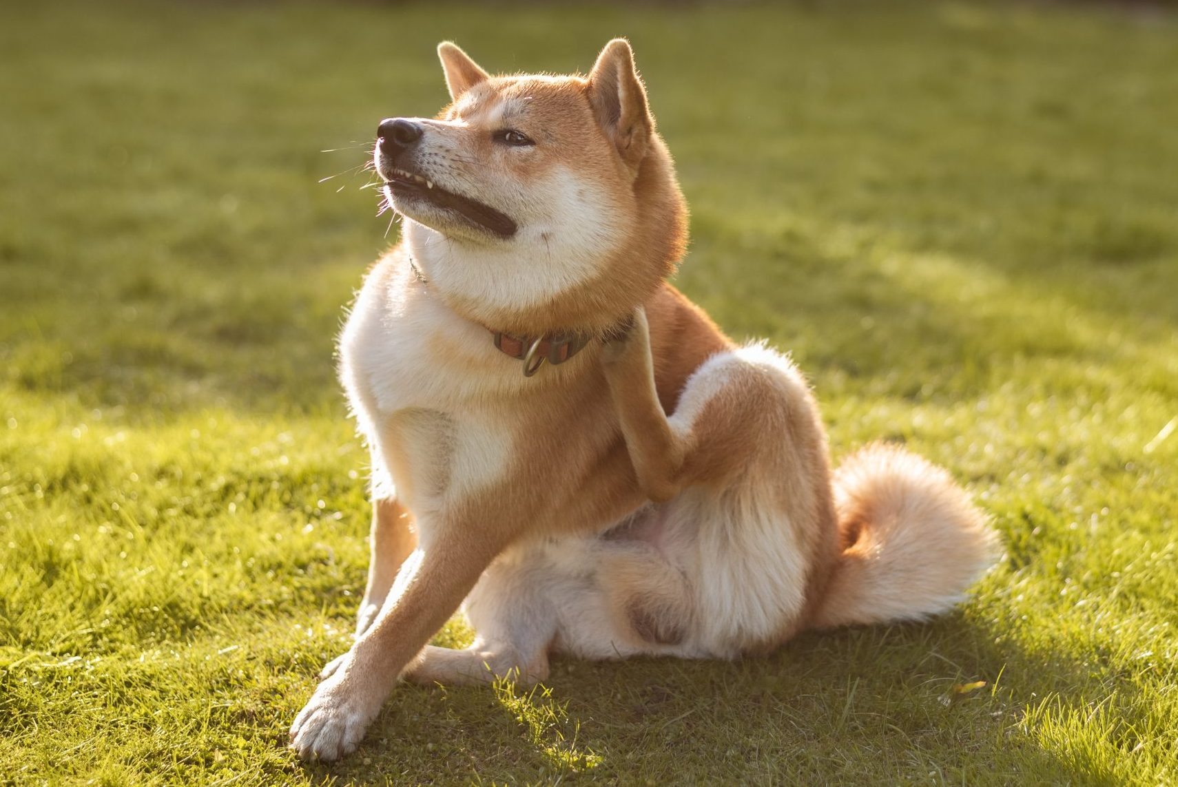 Shiba inu dog is sitting on the grass on sunny spring day and scratching his neck