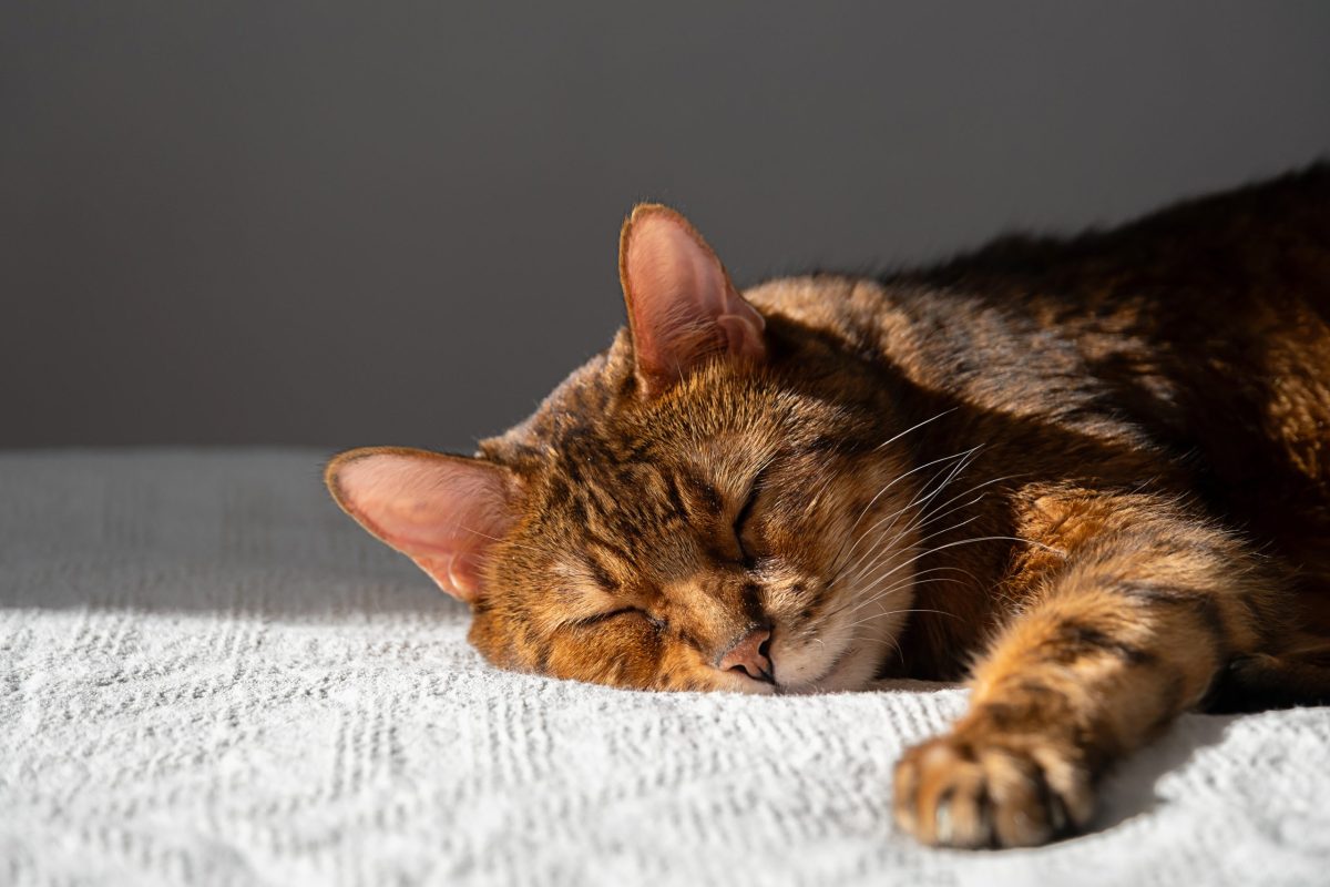 Cute brown cat sleeping soundly at home, cozy pet kitten napping on white bedspread in sunlight. Comfort and rest concept for animal.