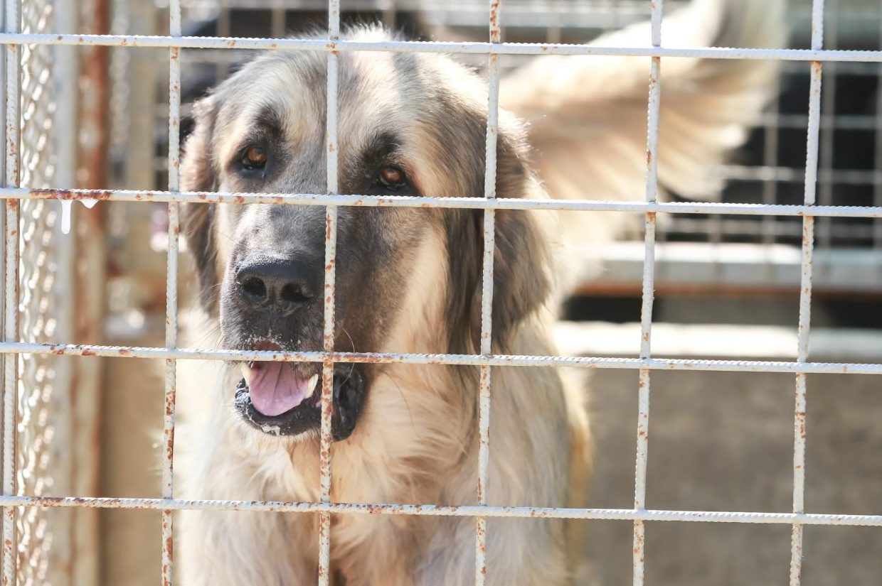 Dog in an animal shelter waiting for someone to adopt them.