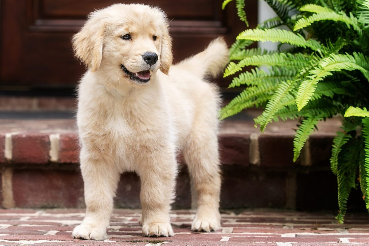 Golden retriever puppy standing on brick walk in front of front door next to large green fern looking at fern