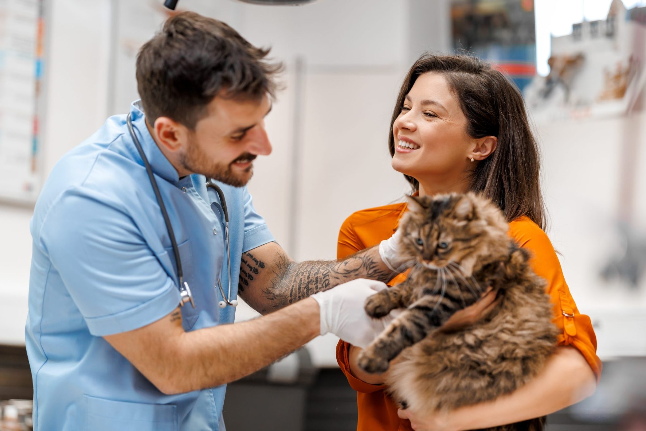 Veterinarian examining cat in veterinary clinic.Visit to veterinary clinic. Healthcare of your pet.
