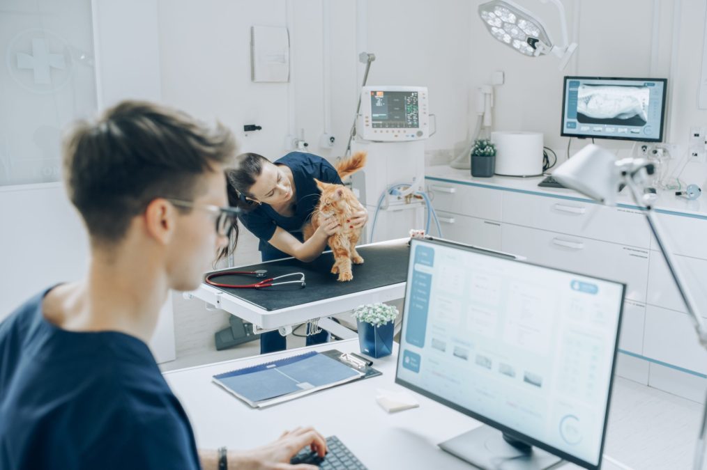 Veterinary Clinic Doctor Working on a Desktop Computer, Examining X-Ray Scans for a Potential Bone Fracture. Female Veterinarian Diagnosing a Red Maine Coon Cat with Stethoscope