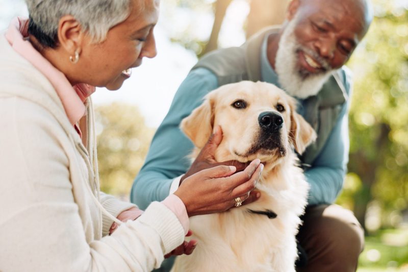Senior couple, dog and park for playing, love and care of labrador for health, bonding or happy outdoor wellness. Old man and woman with animal, puppy or pet for adoption and support with healthy fur