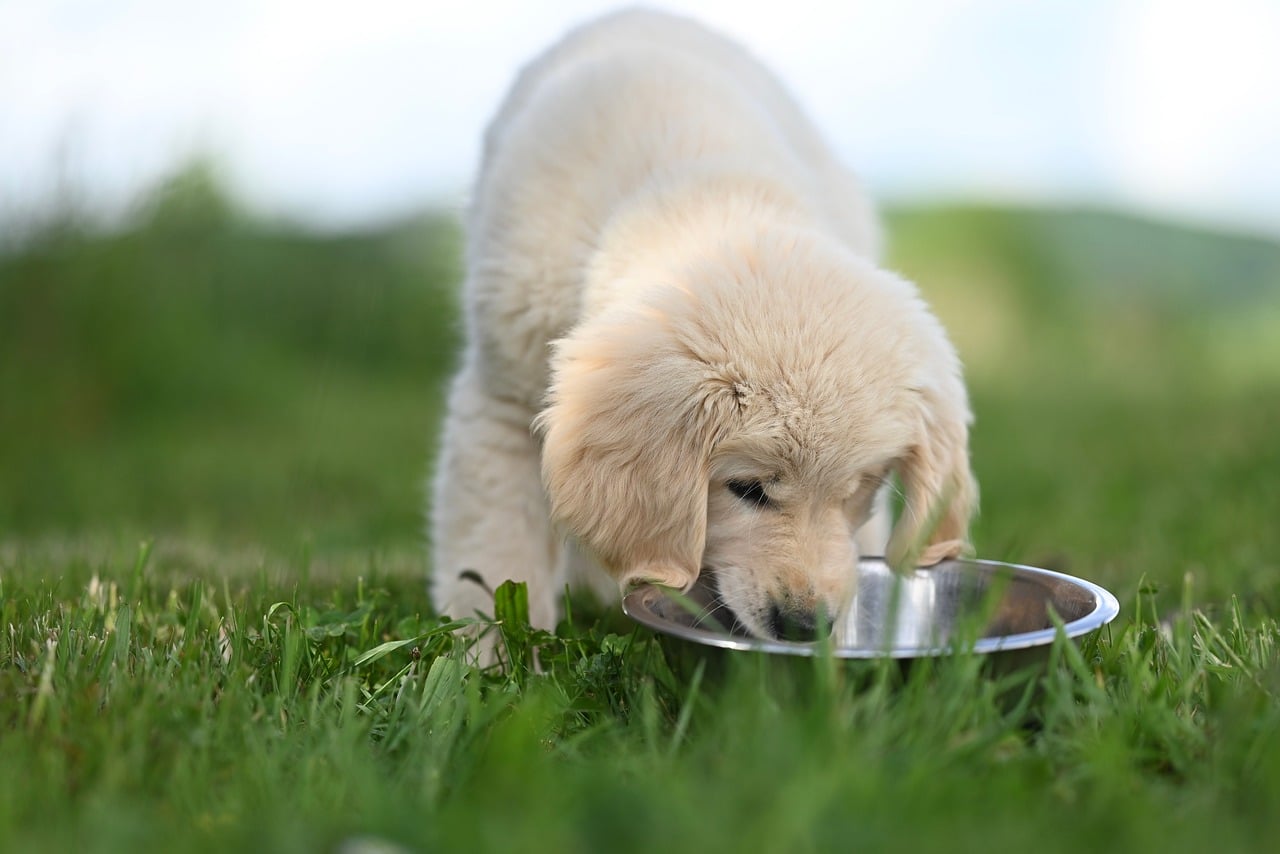 golden retriever amber, puppy and his bowl, golden and his bowl, animal, dog, puppy, female amber