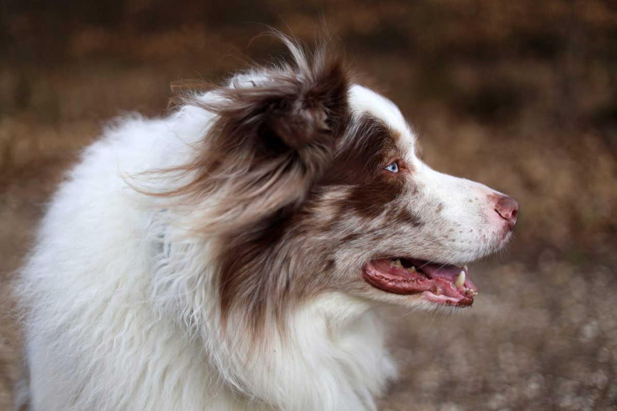 Portrait of an adorable brown and white merle Bordercollie male dog with striking sky blue eyes, looking towards the right side .