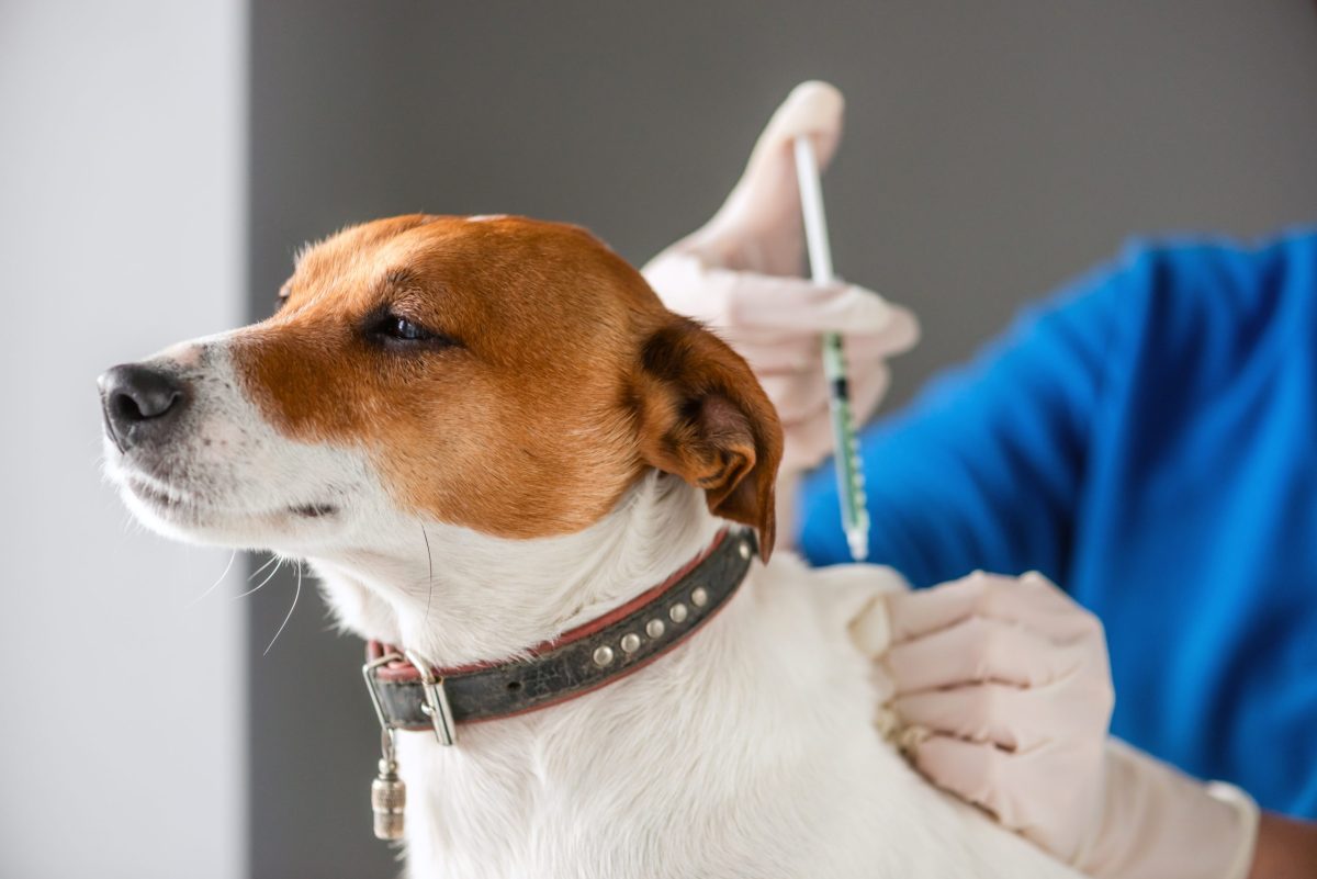 Purebred Jack Russell Terrier breed puppy injecting vaccine by vet doctor. Veterinary healthcare concept